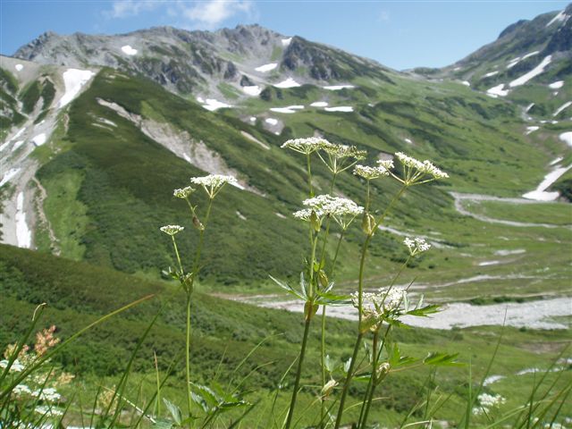 イブキボウフウと立山