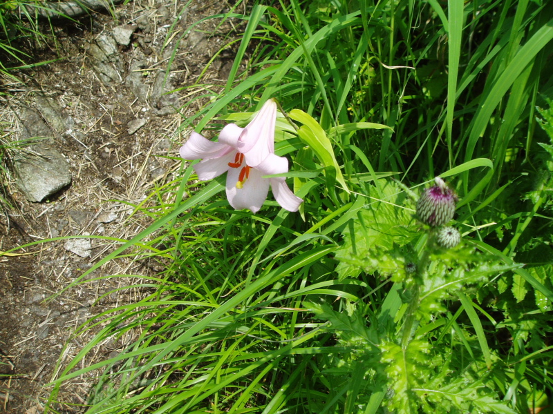 登山道脇でたたずむササユリ
