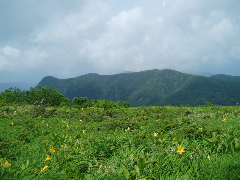 大長山頂上のニッコウキスゲを取立山をバックに