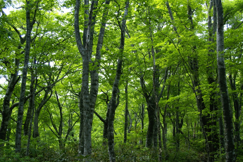 新緑に励まされる