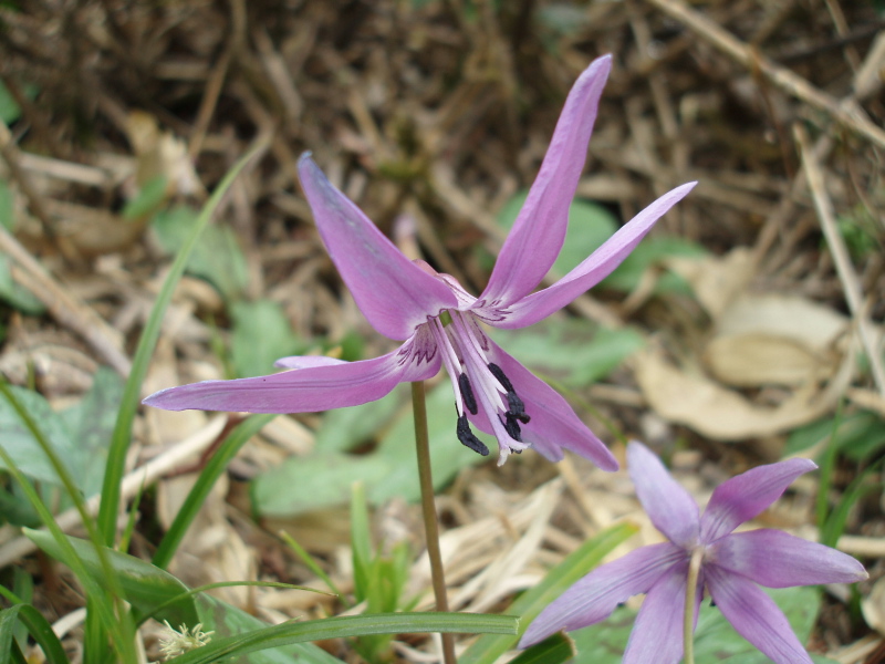 カタクリの花が・・・