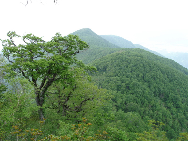 途中からの小荒島岳